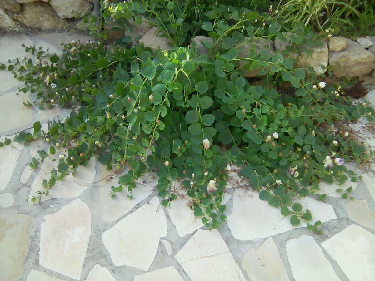 Sbarcatore Dei Turchi Otel Brucoli Dış mekan fotoğraf